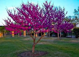 cercis-canadensis-hearts-of-gold-feathered-175-200cm-18l-5262-2 — kopiya